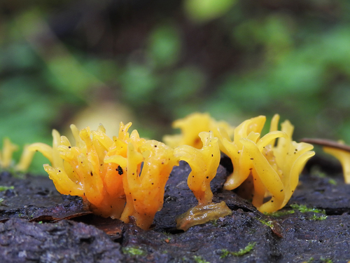 Calocera furcata image