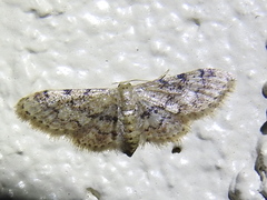 Idaea pervertipennis