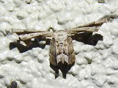 Antiplecta triangularis