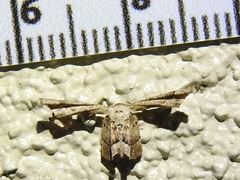 Antiplecta triangularis