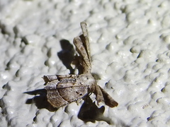 Antiplecta triangularis