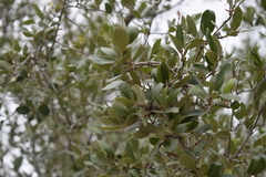 Quercus brandegeei
