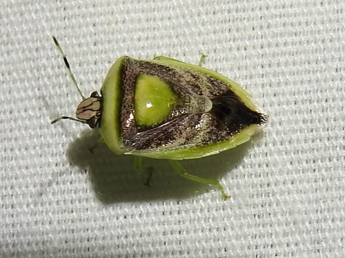 Purple-washed Stink Bug
