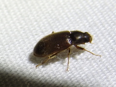 Pelonomus obscurus