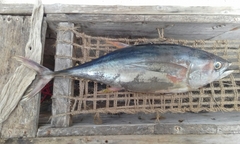 Thunnus albacares