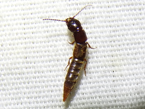 Platyprosopus mexicanus