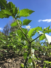 Solanum nigrum