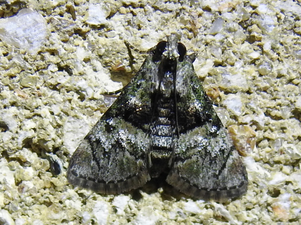 Macalla glastianalis