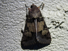 Melipotis agrotoides