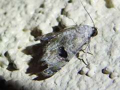 Abablemma duomaculata