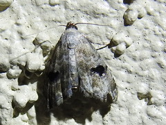 Abablemma duomaculata