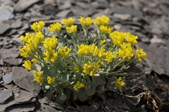 Physaria bellii