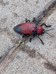 Coraliomela aeneoplagiata