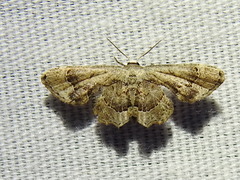 Antiplecta triangularis