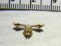 Antiplecta triangularis