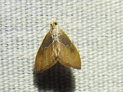 Glaphyria peremptalis