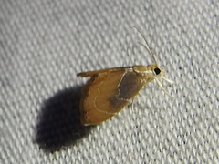 Glaphyria peremptalis