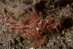 Pteroidichthys amboinensis