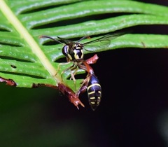 Eustenogaster micans