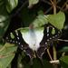Macleay's Swallowtail - Photo (c) Reiner Richter, some rights reserved (CC BY-NC), uploaded by Reiner Richter