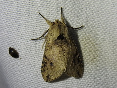 Purius superpulverea