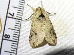 Purius superpulverea