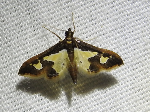 Gonocausta sabinalis photo 3