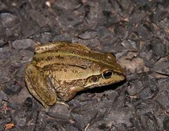 Ranoidea alboguttata