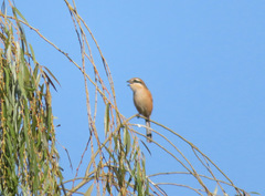Lanius bucephalus