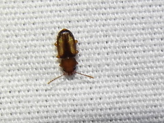 Laemophloeus terminalis