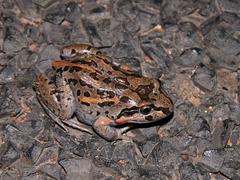 Salmon-Striped Frog photo 2