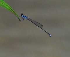 Prodasineura interrupta