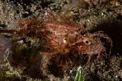 Pteroidichthys amboinensis