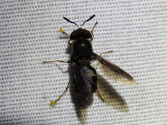 Hoplitimyia subalba