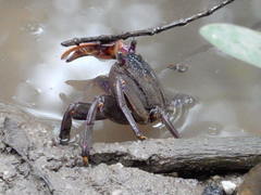 Episesarma palawanense