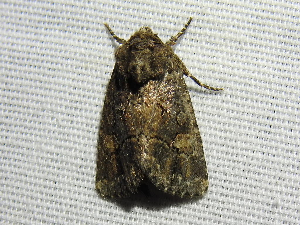 Hexorthodes serrata