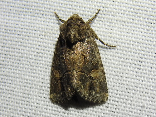 Hexorthodes serrata