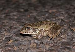 Ranoidea alboguttata