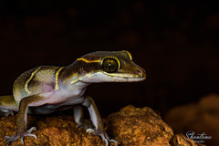 Cyrtodactylus deccanensis
