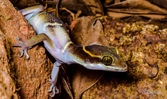 Cyrtodactylus deccanensis