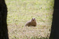 Spermophilus dauricus