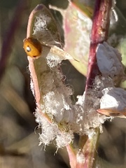 Hippodamia variegata