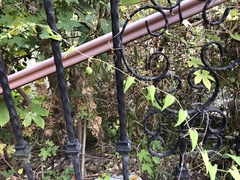 Actinostemma tenerum