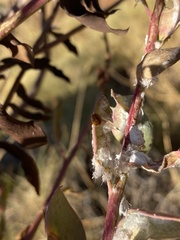 Hippodamia variegata