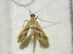 Lineodes fontella