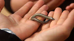 Short Blind Dart Skink photo 2