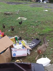 Gallus gallus domesticus