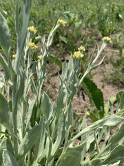 Helichrysum acutatum