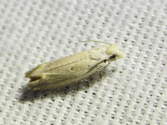 Epiblema separationis