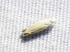 Epiblema separationis